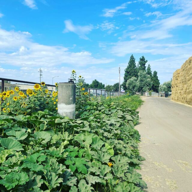 Pumpkins are coming soon….
#fall #pumpkins #farmstuff #smallfarm #halloween
